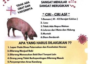 Himbauan Dinas Peternakan dan Kesehatan Hewan Kabupaten Mimika terkait penyebaran Virus African Swine Fever