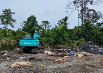 Proses penguburan ternak babi yang terpapar virus disalah satu lahan milik Pemda Mimika.