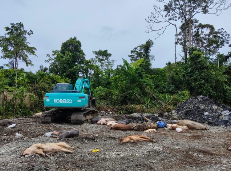 Proses penguburan ternak babi yang terpapar virus disalah satu lahan milik Pemda Mimika.
