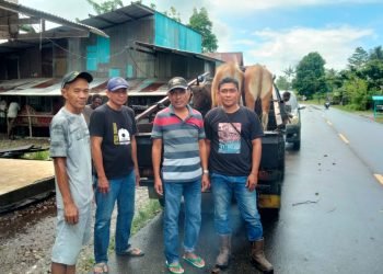 Warga Muslim Mapurujaya saat menerima sumbangan hewan kurban dari anggota DPRD Kabupaten Mimika terpilih, Desi Putrika