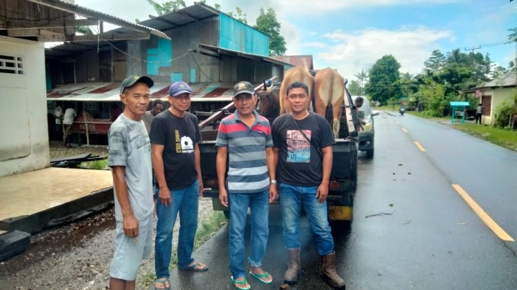 Warga Muslim Mapurujaya saat menerima sumbangan hewan kurban dari anggota DPRD Kabupaten Mimika terpilih, Desi Putrika