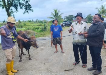 Alexander Omaleng saat menyerahkan sapi korban kepada Ketua KKSS Kabupaten Mimika, Syamsuddin