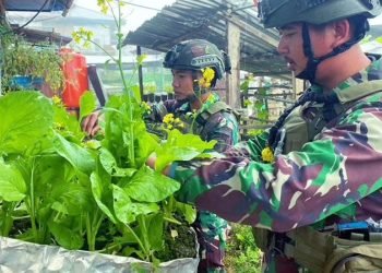 Anggota Satgas TNI Yonif 432/WSJ saat memetik sayuran hasil pemanfaatan lahan tidur.