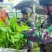 Anggota Satgas TNI Yonif 432/WSJ saat memetik sayuran hasil pemanfaatan lahan tidur.