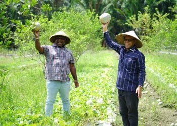 Langkah AIYE Tingkatkan Produksi Pertanian di Mimika
