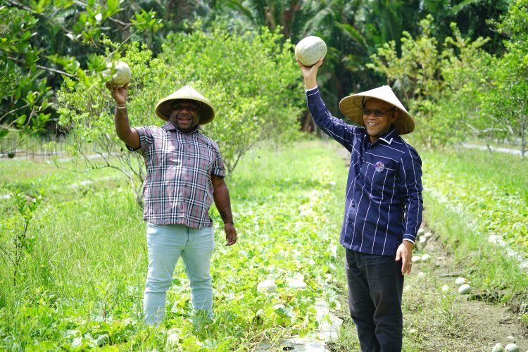 Langkah AIYE Tingkatkan Produksi Pertanian di Mimika