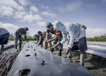 Dukung Ketahanan Pangan, Satgas TMMD ke-124 Kodim 1710/Mimika Tanam Semangka dan Kacang Tanah