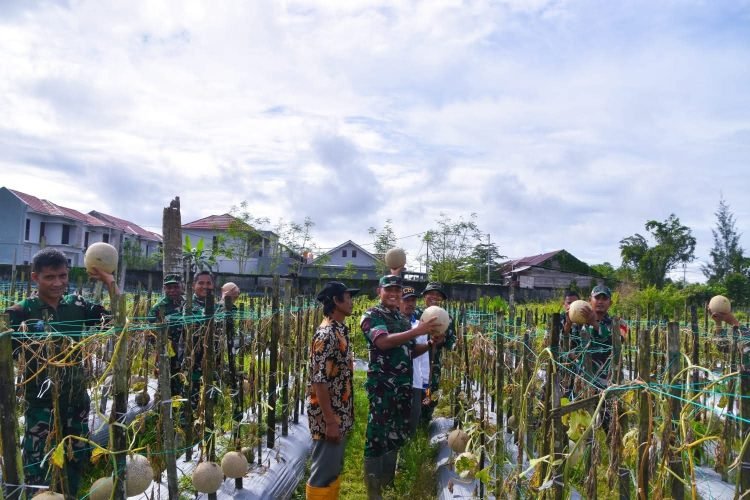 Dandim 1710/Mimika Tinjau Ketahanan Pangan di Lahan Percontohan Petani Binaan