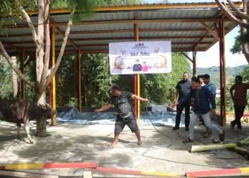 Satgas Gakkum ODC-2025 Kurbankan 2 Ekor Sapi di Posko Jayapura