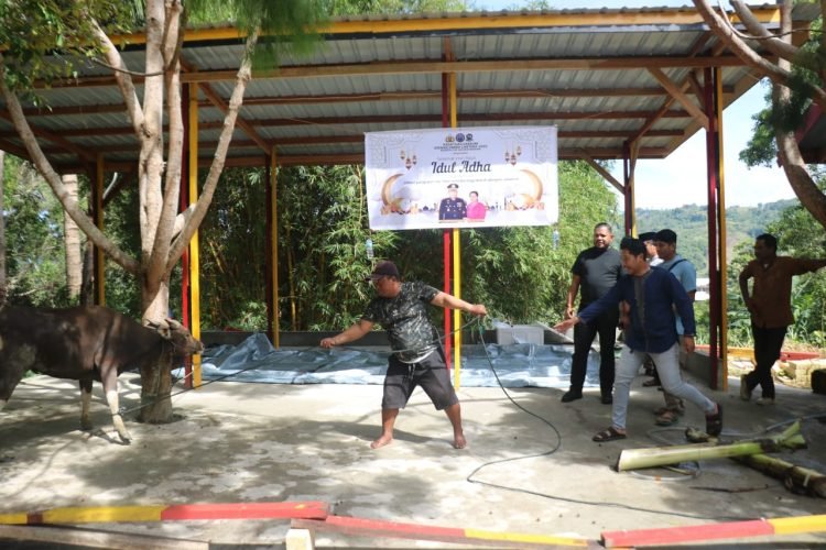 Satgas Gakkum ODC-2025 Kurbankan 2 Ekor Sapi di Posko Jayapura