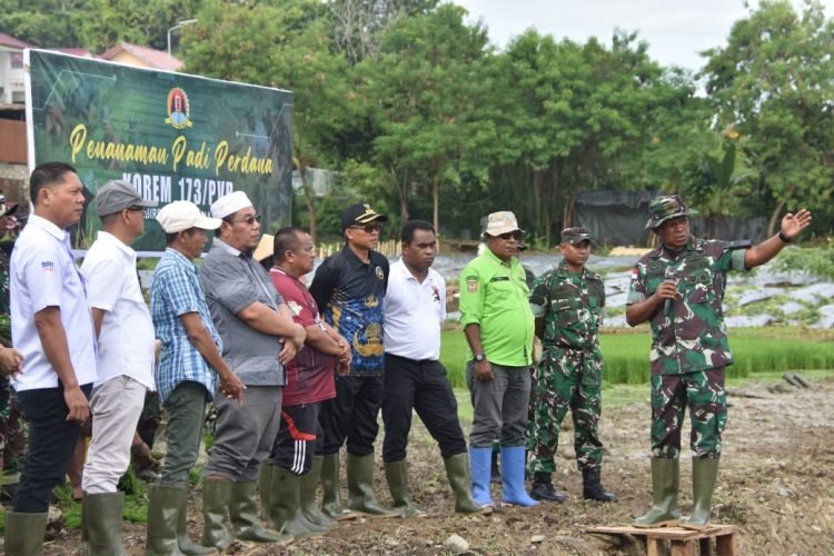 Dukung Ketahanan Pangan, Danrem 173/PVB Pimpin Tanam Padi Perdana di Lahan Makorem Bersama Pemda dan Masyarakat
