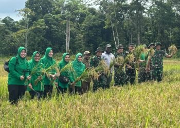 Manfaatkan Lahan Tidur, Yonif 754/ ENK Timika Panen Padi Pertama