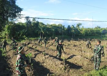 Wujudkan Ketahanan Pangan dan Kepedulian Lingkungan, Brigif 20/IJK Tanam 700 Bibit Pepaya Kalifornia