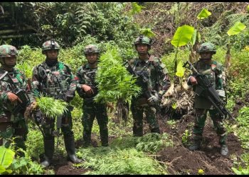 Satgas Gabungan Yonif 751/VJS, Ketapang dan Prayudha Temukan Empat Kebun Ganja di Kampung Aldom, Oksibil Pegunungan Bintang