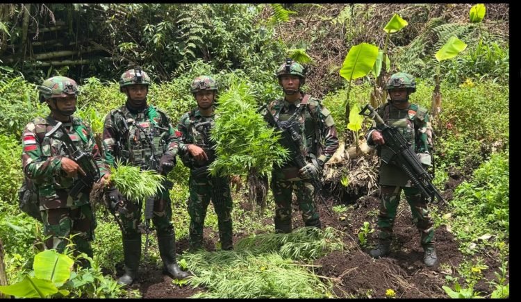 Satgas Gabungan Yonif 751/VJS, Ketapang dan Prayudha Temukan Empat Kebun Ganja di Kampung Aldom, Oksibil Pegunungan Bintang