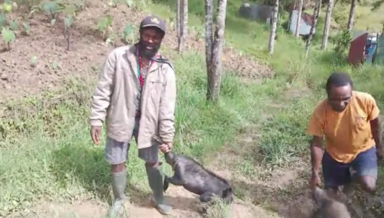 Kepala Suku Puncak Sambut Hangat Bantuan Tiga Ekor Babi dari Presiden