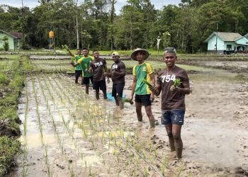 Wujudkan Ketahanan Pangan, Prajurit 754/ENK Kostrad Tanam Padi di Sawah Seluas 1,5 Hektar
