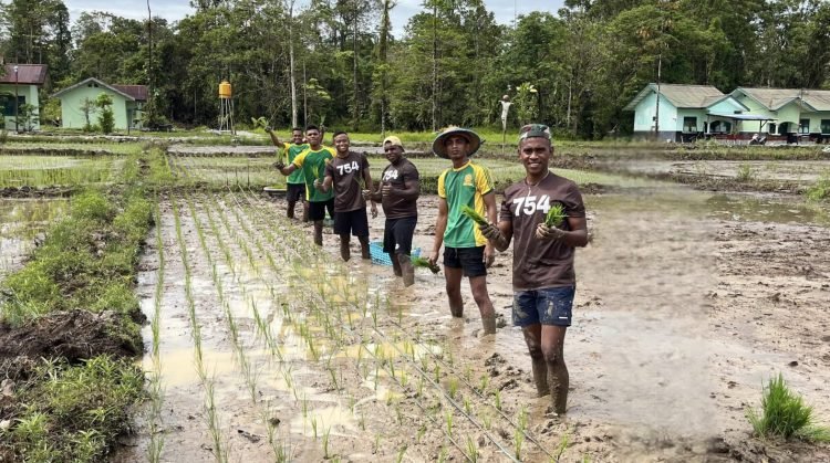 Wujudkan Ketahanan Pangan, Prajurit 754/ENK Kostrad Tanam Padi di Sawah Seluas 1,5 Hektar