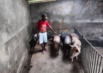 Dorong Perekonomian    Papua, Presiden Prabowo Serahkan Bantuan Ternak Babi