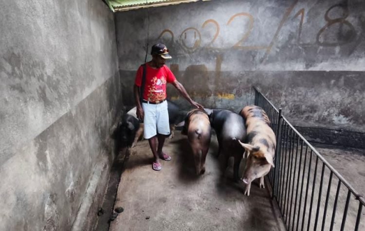 Dorong Perekonomian Papua, Presiden Prabowo Serahkan Bantuan Ternak Babi