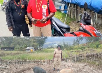 Kepala Suku Besar Dani Kabupaten Puncak Terima Bantuan Motor dan Babi, Sampaikan Terima Kasih kepada Prabowo