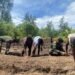 Bedengan Rampung, Lahan Program TMMD Siap Ditanami