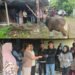 Maknai Idul Adha, Desi Putrika Serahkan Sapi Kurban ke KKL Raya Kabupaten Mimika