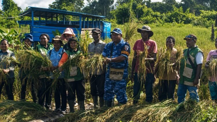 Dorong Ketahanan Pangan Lokal, Dinas TPHP Mimika dan Lanud YKU Panen Perdana Padi Gogo di Nawaripi