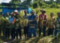 Dorong Ketahanan Pangan Lokal, Dinas TPHP Mimika dan Lanud YKU Panen Perdana Padi Gogo di Nawaripi