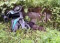 Hilang Kendali di Pertigaan Mile 32, Security di Timika Tewas Setelah Motor Hantam Trotoar