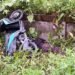 Hilang Kendali di Pertigaan Mile 32, Security di Timika Tewas Setelah Motor Hantam Trotoar