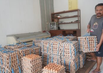 Produksi Telur Ayam di Mimika Capai 15,82 Ton per Hari, Pasokan Surplus hingga Kirim ke Wilayah Pegunungan