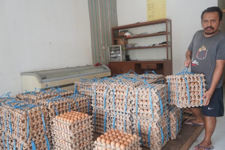 Produksi Telur Ayam di Mimika Capai 15,82 Ton per Hari, Pasokan Surplus hingga Kirim ke Wilayah Pegunungan