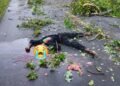 Kecelakaan Tunggal di SP9 Iwaka, Pria Tanpa Identitas Tewas di Tempat
