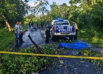 Diduga Tabrak Pohon Tumbang, Pengendara Motor Tewas Terlindas Kendaraan di Jalan Poros SP V–SP XIII