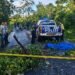 Diduga Tabrak Pohon Tumbang, Pengendara Motor Tewas Terlindas Kendaraan di Jalan Poros SP V–SP XIII