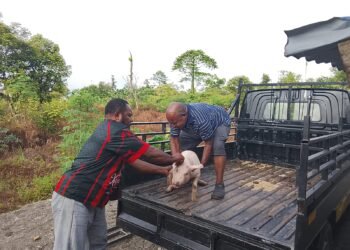 Pemerintah Pusat Serahkan Bantuan Bibit Babi kepada Kepala Suku Damal Dorong Kesejahteraan Masyarakat Adat Mimika