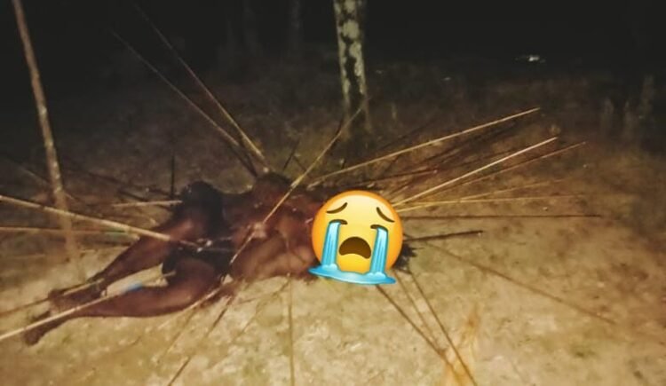 Pria Tewas Dipanah di Kwamki Narama, Polisi Siaga Cegah Aksi Balasan Antar Kubu