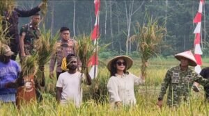Hadiri Panen Raya Yonif TP 820/DAAI, Ketua HKTI Mimika Dorong Libatkan Masyarakat