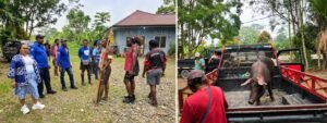 Ancelina Beanal Serahkan Bantuan Babi untuk Pra-Peresmian Gedung Gereja Kana Petrosea