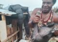 Terima Bantuan Ternak Babi dan Kandang, Abelom Kogoya Dorong Pemberdayaan Ekonomi Warga Puncak