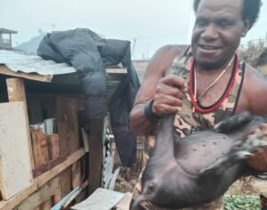Terima Bantuan Ternak Babi dan Kandang, Abelom Kogoya Dorong Pemberdayaan Ekonomi Warga Puncak
